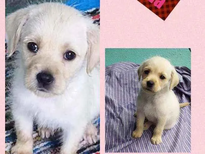 Cachorro raça SRD idade 2 a 6 meses nome GILDA