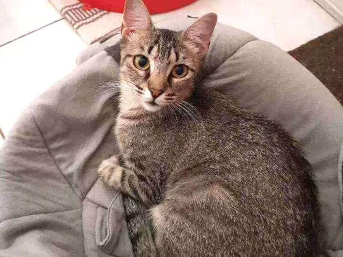 Gato ra a SRD idade 1 ano nome Zara