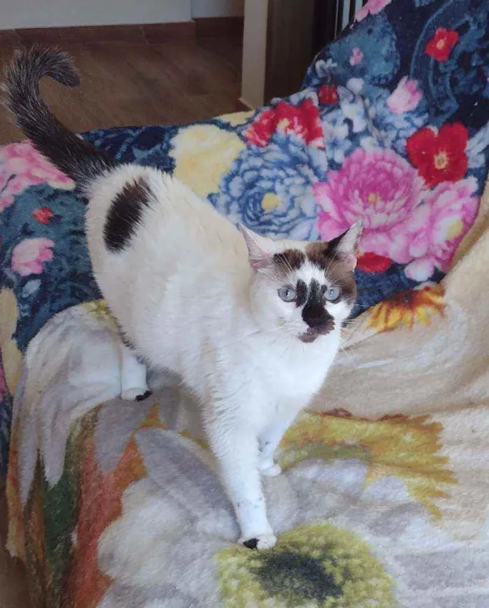 Gato ra a SRD idade 1 ano nome Paola