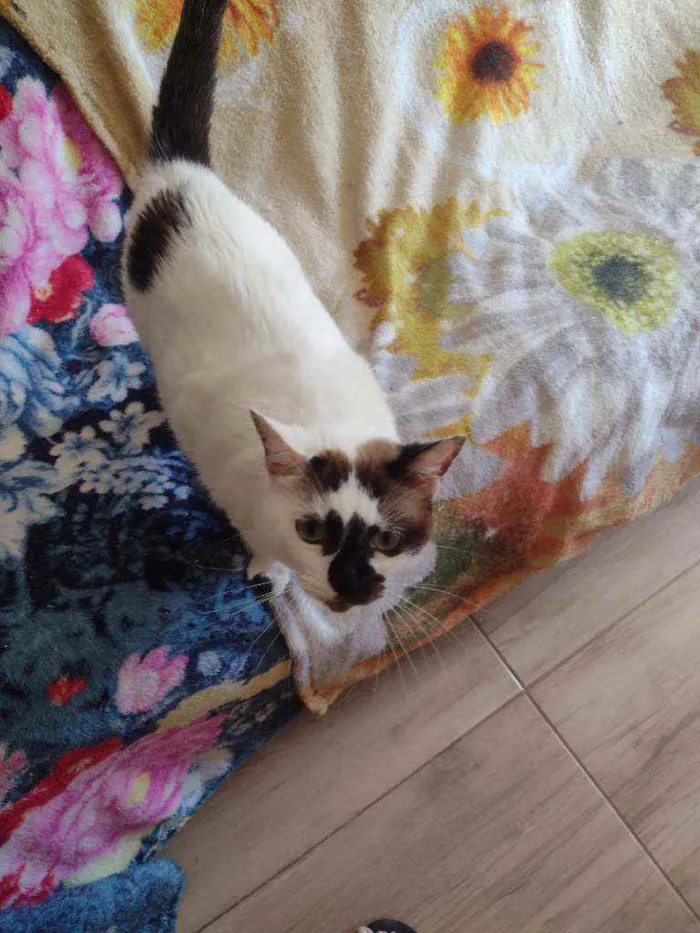 Gato ra a SRD idade 1 ano nome Paola