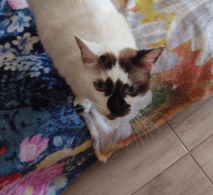 Gato ra a SRD idade 1 ano nome Paola