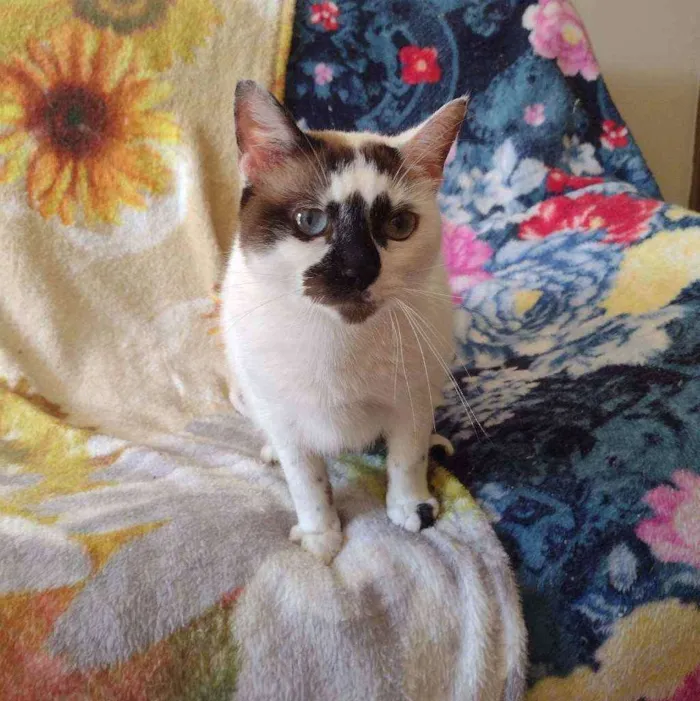 Gato ra a SRD idade 1 ano nome Paola