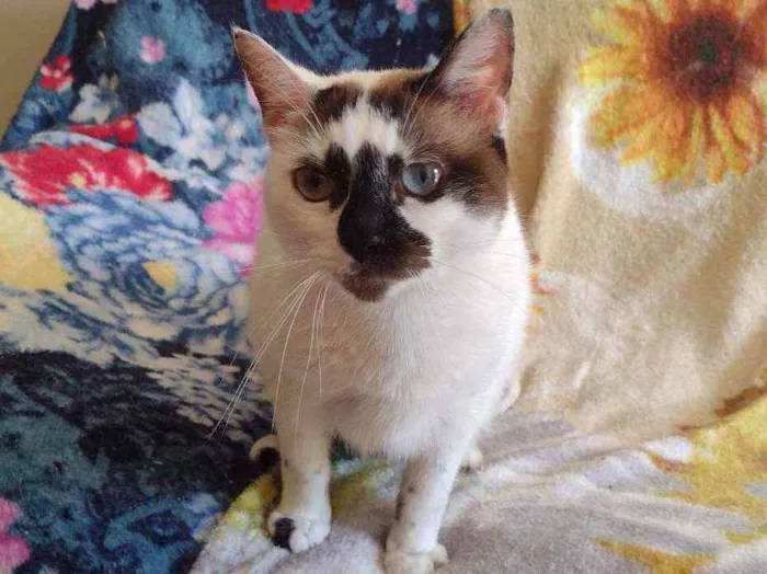 Gato ra a SRD idade 1 ano nome Paola