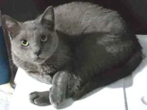 Gato raça SRD idade 1 ano nome Panthro