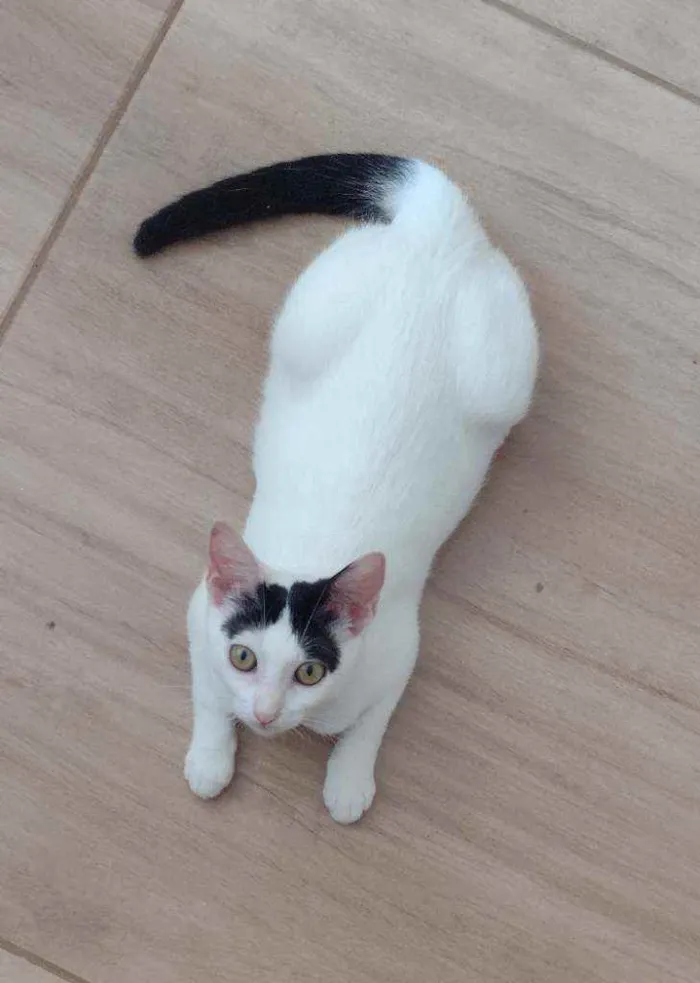 Gato ra a SRD idade 2 a 6 meses nome Luly