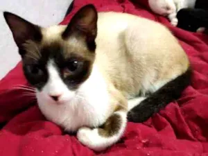 Gato raça SRD idade 7 a 11 meses nome Luna