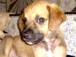 Cachorro raça  idade Abaixo de 2 meses nome Maria Bebezinha