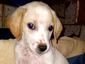 Cachorro raça  idade Abaixo de 2 meses nome Murilo Bebezinho