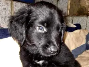 Cachorro raça  idade Abaixo de 2 meses nome Mauricio Bebezinho