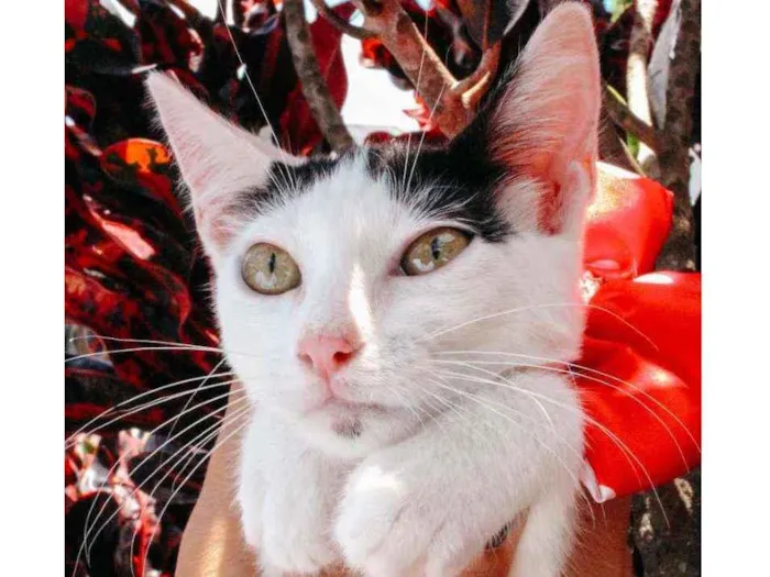 Gato ra a SRD idade 2 a 6 meses nome Luly