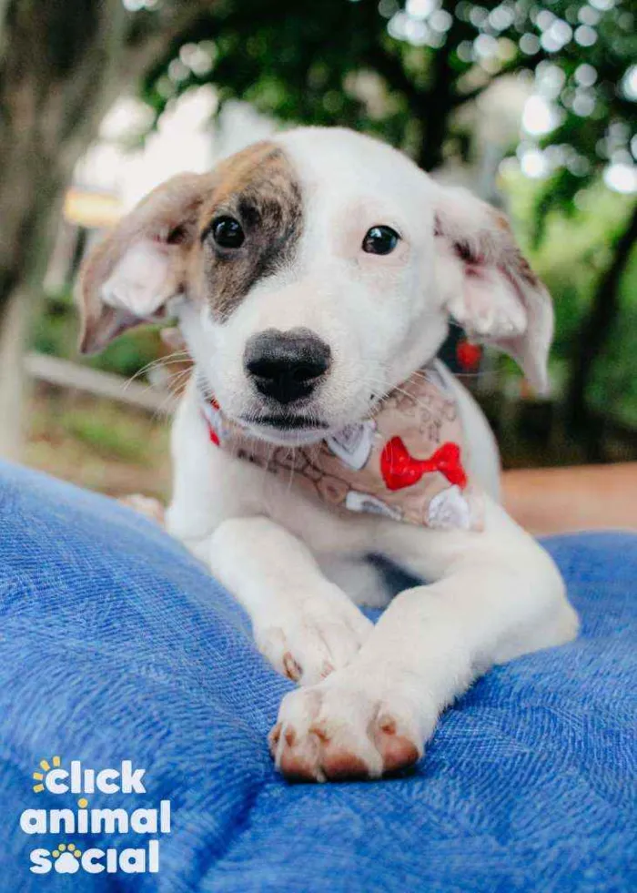 Cachorro ra a SRD idade 2 a 6 meses nome Milka