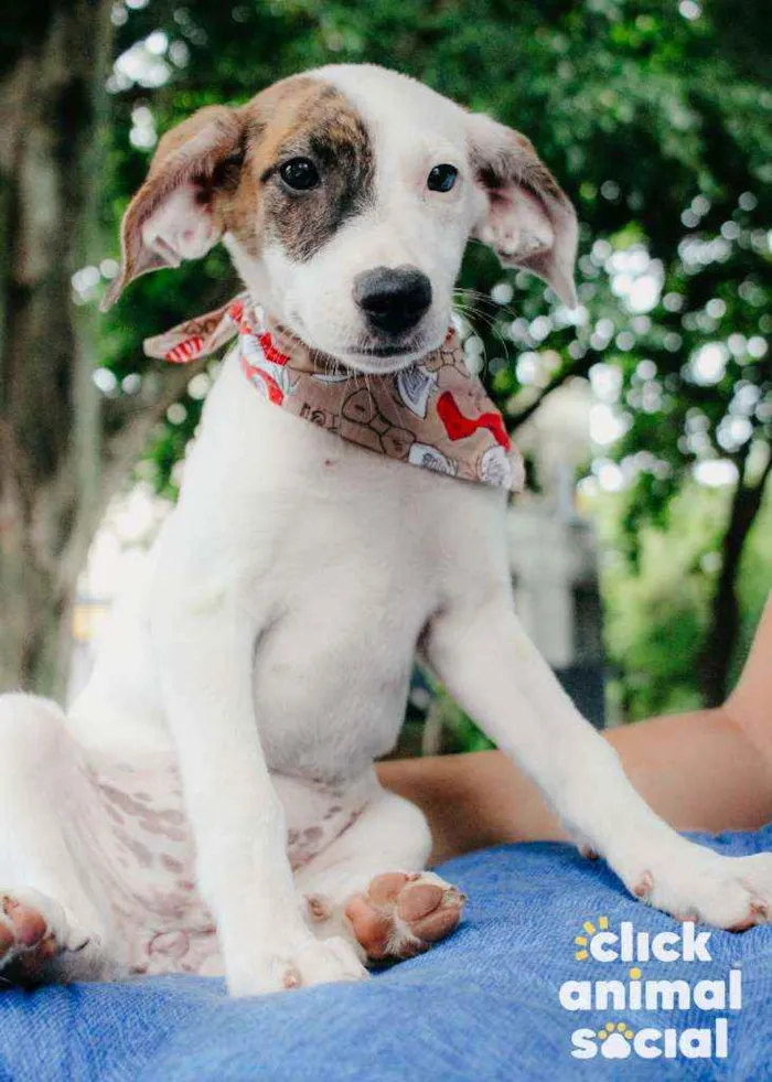 Cachorro ra a SRD idade 2 a 6 meses nome Milka