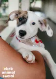 Milka
