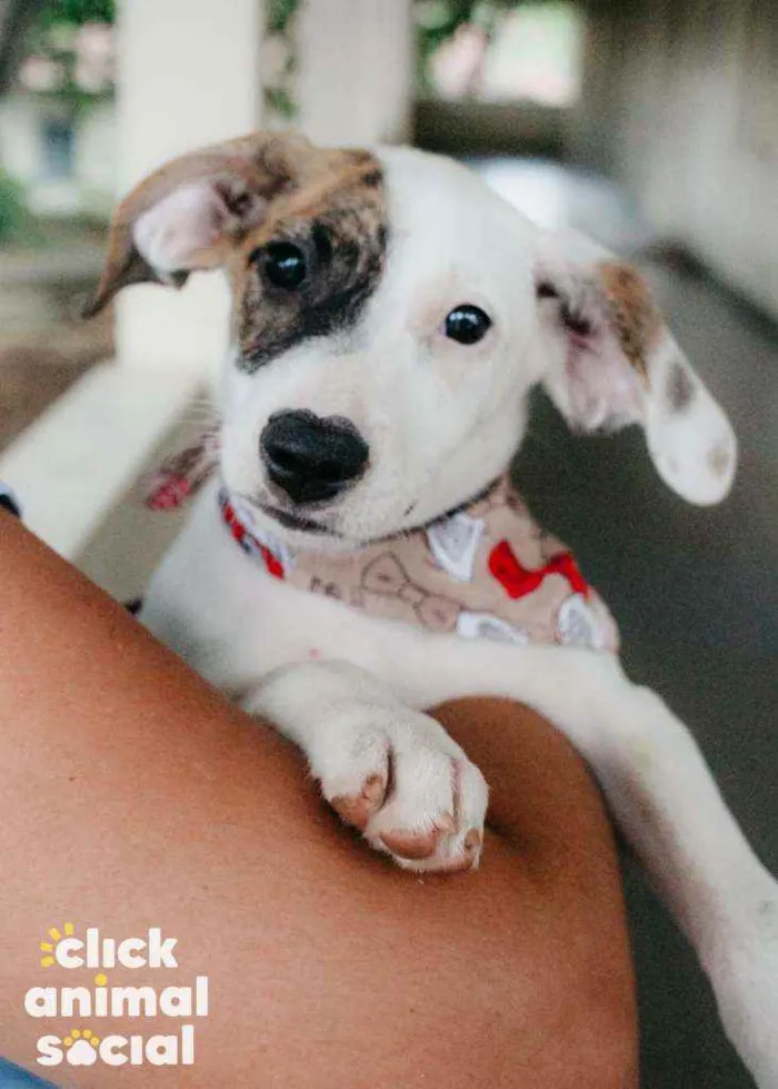 Cachorro ra a SRD idade 2 a 6 meses nome Milka