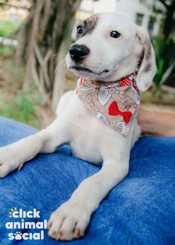 Cachorro ra a SRD idade 2 a 6 meses nome Milka