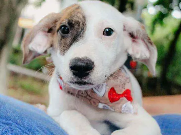 Cachorro ra a SRD idade 2 a 6 meses nome Milka