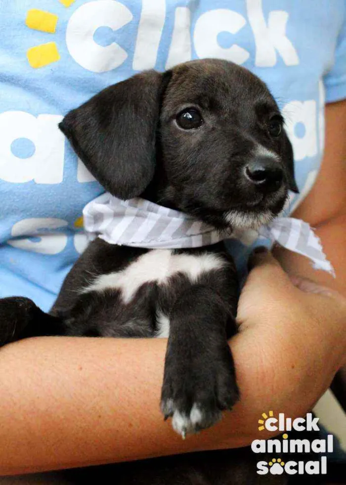 Cachorro ra a SRD idade 2 a 6 meses nome Tuninho