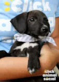 Tuninho