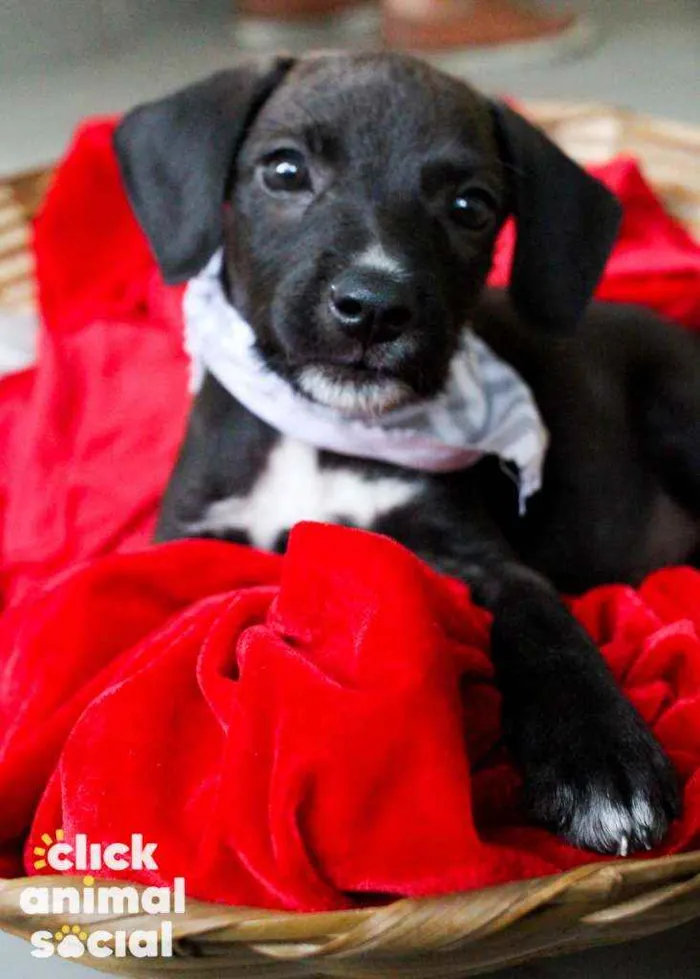 Cachorro ra a SRD idade 2 a 6 meses nome Tuninho