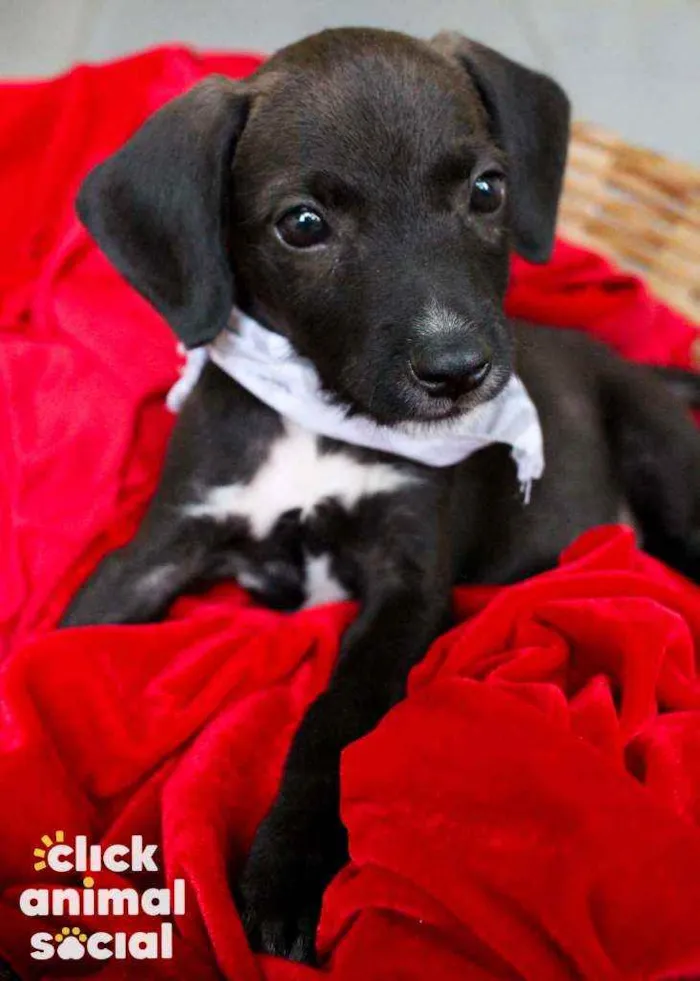 Cachorro ra a SRD idade 2 a 6 meses nome Tuninho