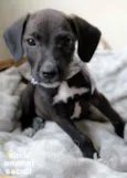 Tuninho