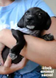 Tuninho