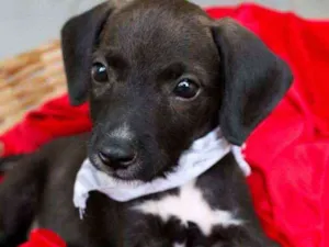 Cachorro raça SRD idade 2 a 6 meses nome Tuninho
