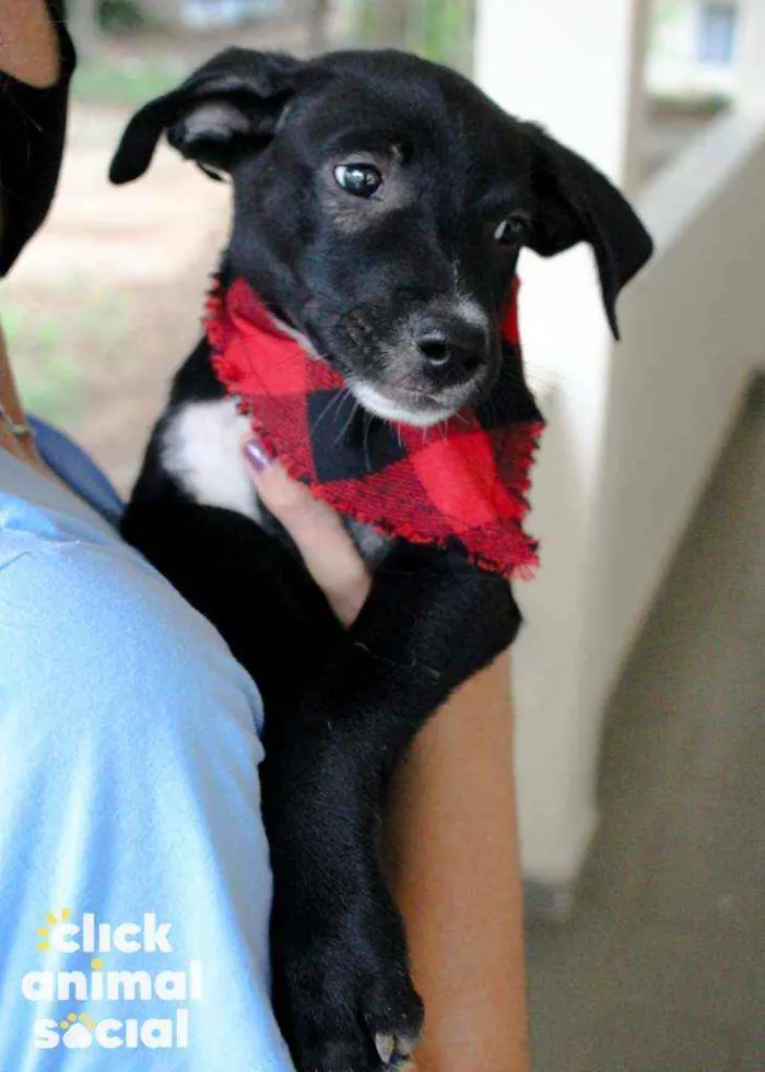 Cachorro ra a SRD idade 2 a 6 meses nome Boris