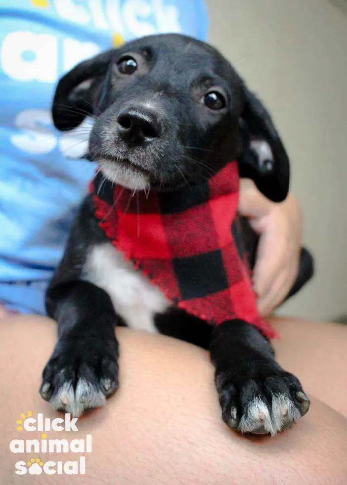 Cachorro ra a SRD idade 2 a 6 meses nome Boris