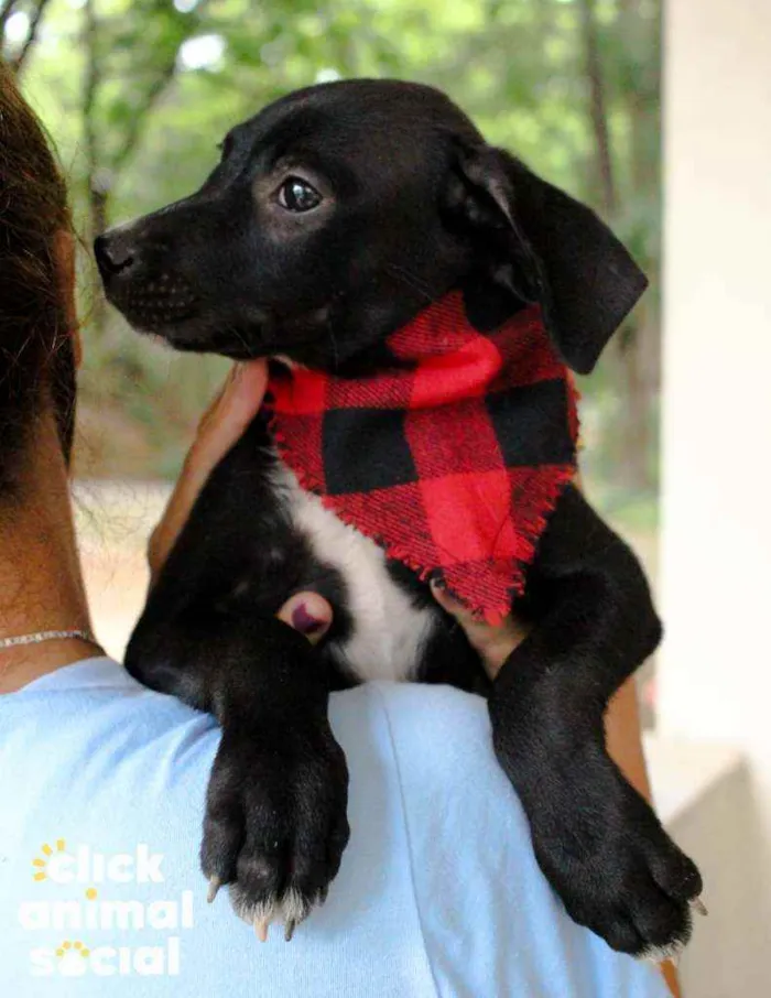 Cachorro ra a SRD idade 2 a 6 meses nome Boris