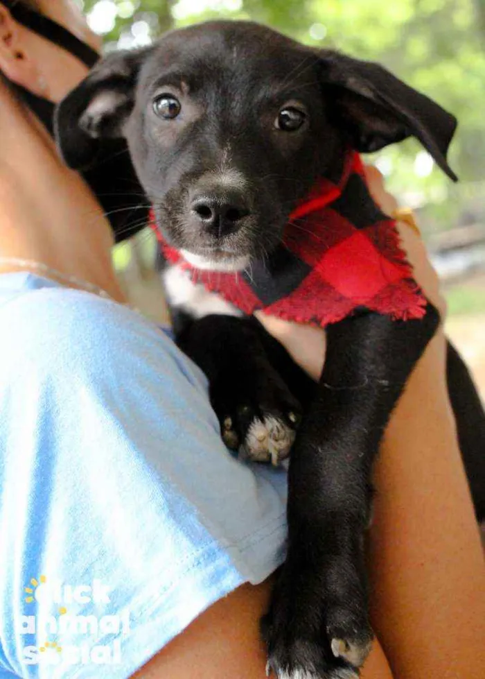 Cachorro ra a SRD idade 2 a 6 meses nome Boris