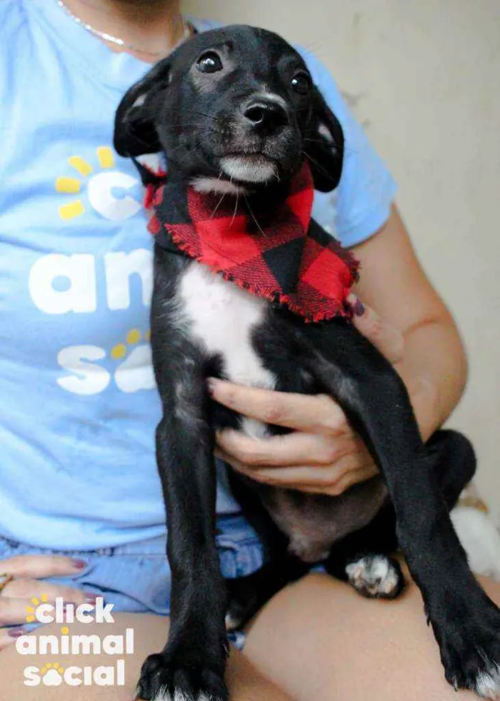Cachorro ra a SRD idade 2 a 6 meses nome Boris