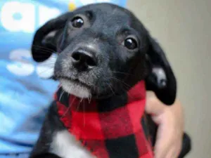 Cachorro raça SRD idade 2 a 6 meses nome Boris