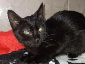 Gato raça SRD idade 2 a 6 meses nome Electra