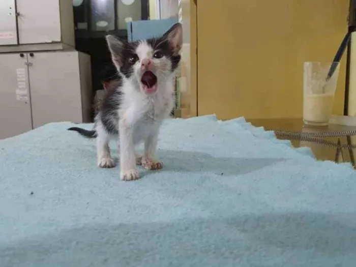 Gato raça SRD idade 2 a 6 meses nome Ninah