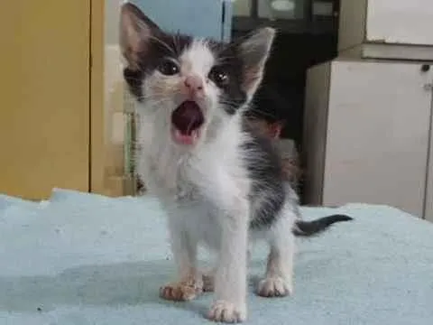 Gato raça SRD idade 2 a 6 meses nome Ninah