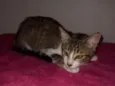 Gato raça SRD idade 2 a 6 meses nome Tritão 