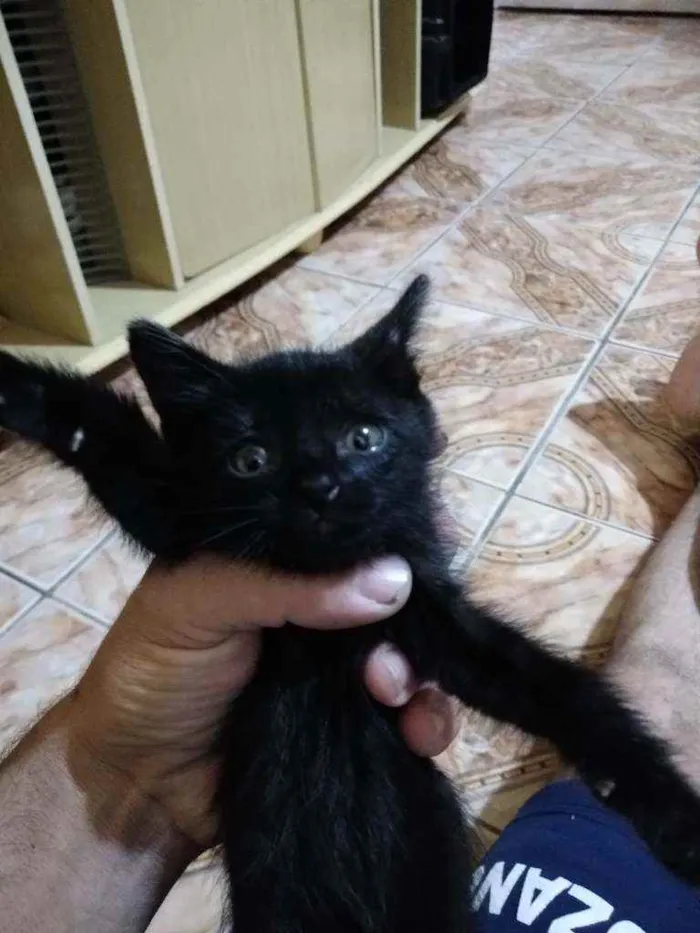 Gato ra a Indefinido idade Abaixo de 2 meses nome Lia
