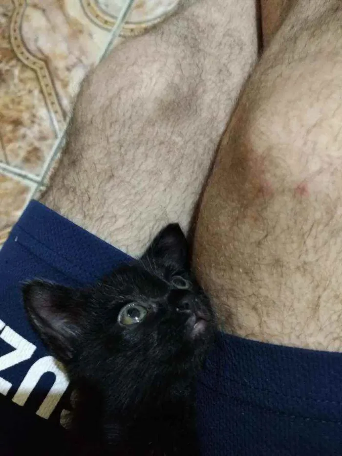 Gato ra a Indefinido idade Abaixo de 2 meses nome Lia