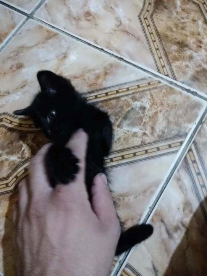 Gato ra a Indefinido idade Abaixo de 2 meses nome Lia