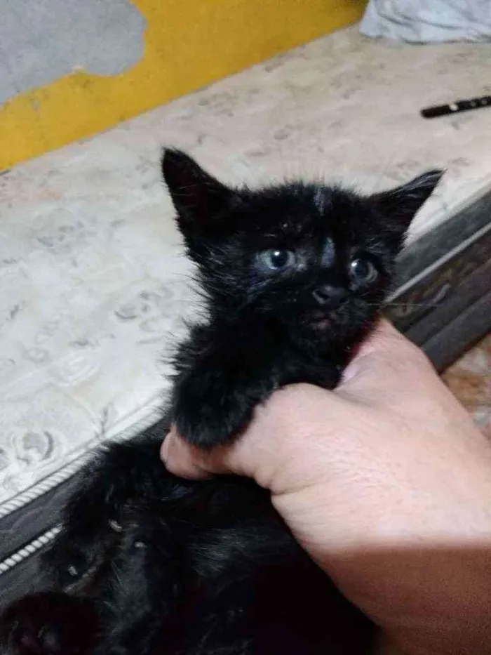 Gato ra a Indefinido idade Abaixo de 2 meses nome Lia