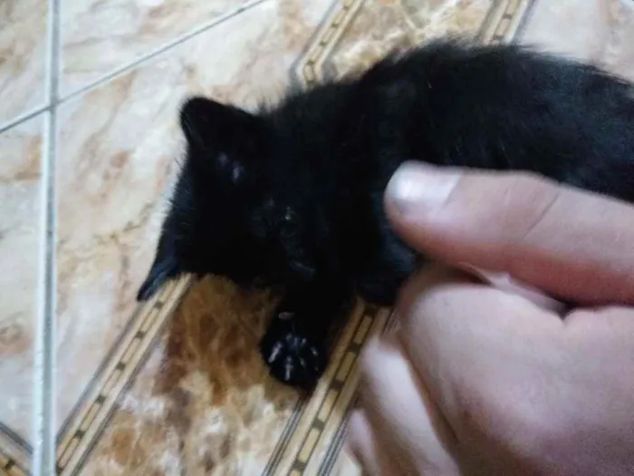 Gato ra a Indefinido idade Abaixo de 2 meses nome Lia