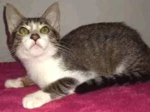 Gato raça SRD idade 2 a 6 meses nome Tritão 