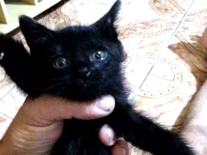 Gato ra a Indefinido idade Abaixo de 2 meses nome Lia