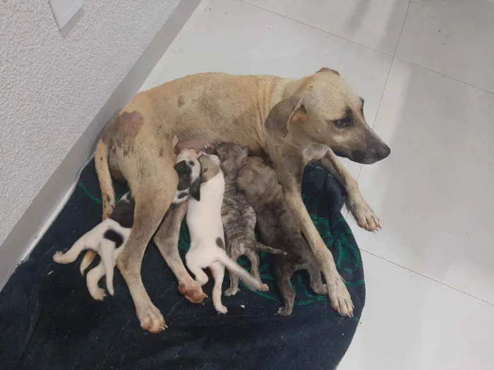 Cachorro ra a Vira Lata idade Abaixo de 2 meses nome Cria