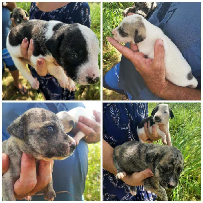 Cachorro ra a Vira Lata idade Abaixo de 2 meses nome Cria