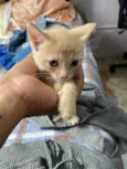 Gato raça SRD idade Abaixo de 2 meses nome Sem nome