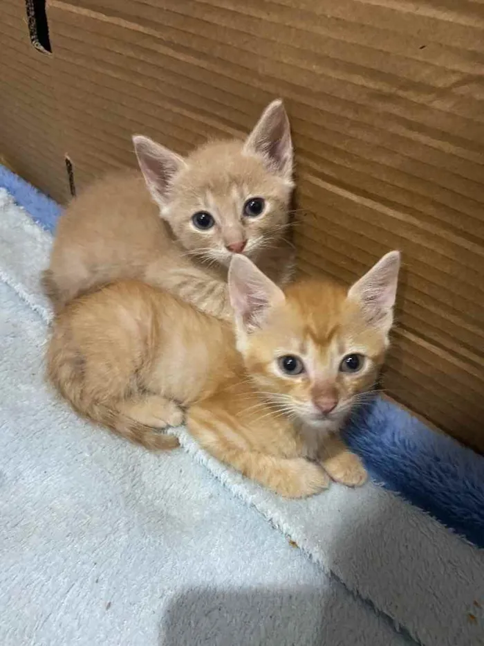 Gato raça SRD idade Abaixo de 2 meses nome Sem nome