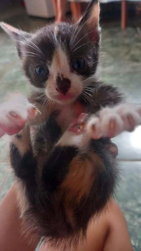 Gato ra a  idade Abaixo de 2 meses nome Não possui