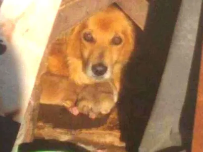 Cachorro raça vilarata idade 6 ou mais anos nome Mia Gabriella